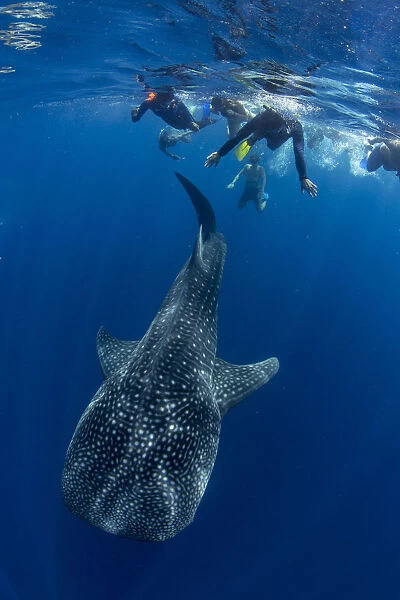 Tourists snorkelling with a whale shark (Rhincodon typus) in Honda Bay, Palawan, The