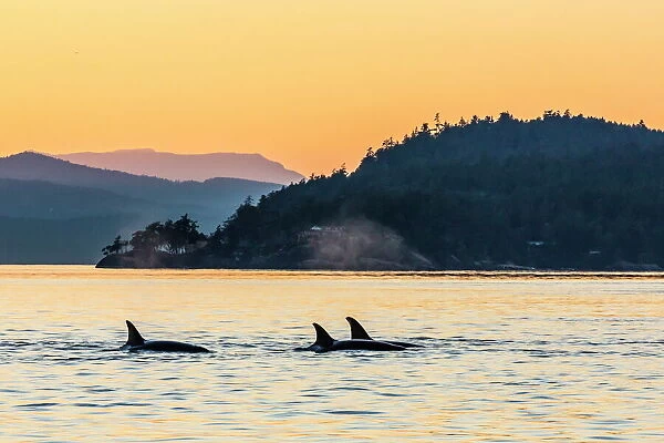 https://www.mediastorehouse.com/p/191/transient-killer-whales-orcinus-orca-8736971.jpg.webp