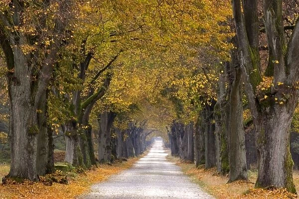 Tree Avenue, Old Tree Avenue, Bielefeld, Nordrhein Westfalen, Germany