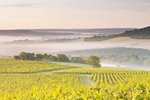 Vineyards near to Vezelay during a misty dawn, Burgundy, France, Europe