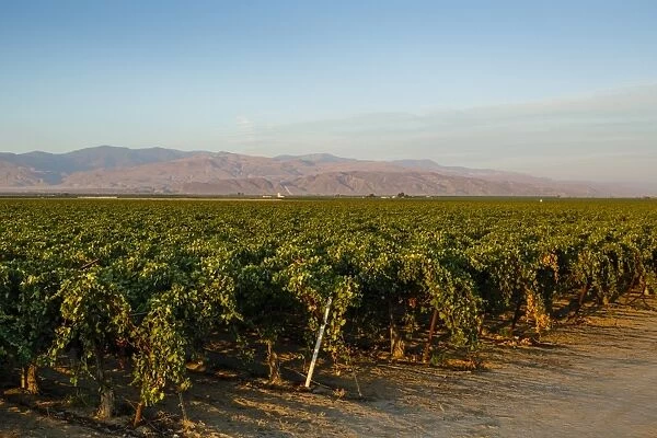 Vineyards in San Joaquin Valley, California, United States of America, North America