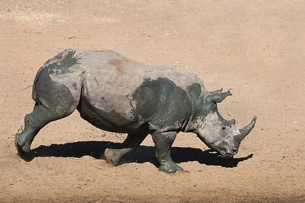 White rhino (Ceratotherium simum) running alongside waterhole, Mkhuze game reserve, KwaZulu Natal South Africa, Africa