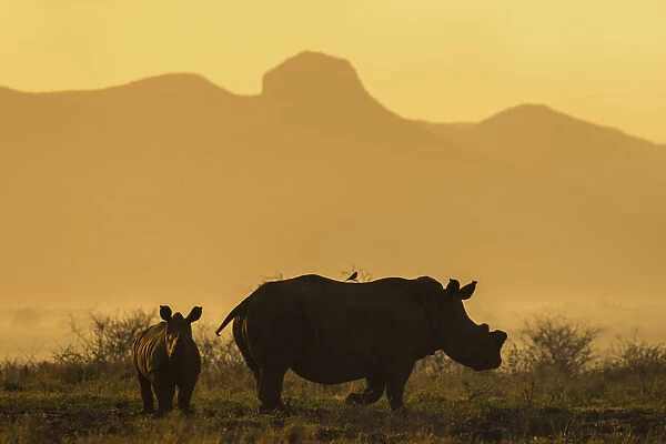 White rhino (Ceratotherium simum) calf and cow, Zimanga private game reserve, KwaZulu-Natal