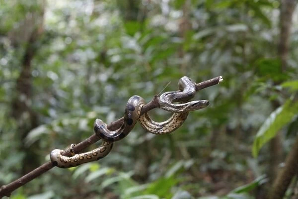 A wild green anaconda (Eunectes murinus), Amazon National Park, Loreto, Peru, South