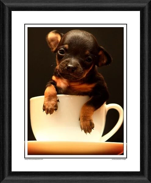 Chihuahua Puppy Framed Photographic Print
