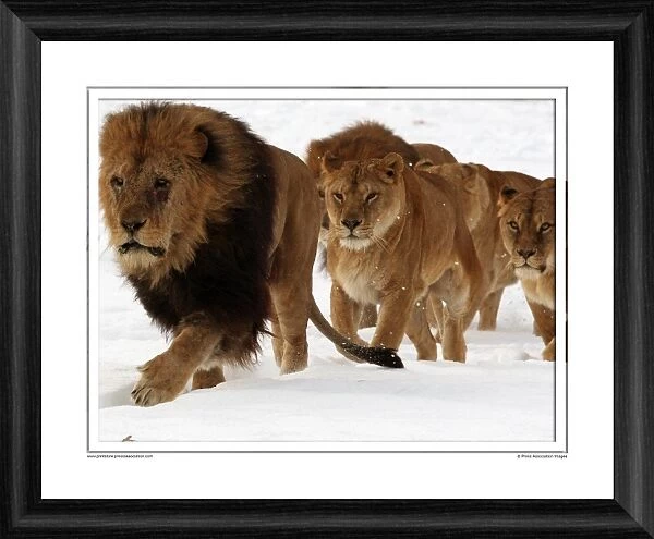 A Pride of Lions Framed Photographic Print