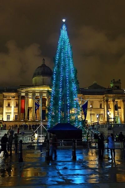 Lighting of the Trafalgar Square Christmas Tree lights in London