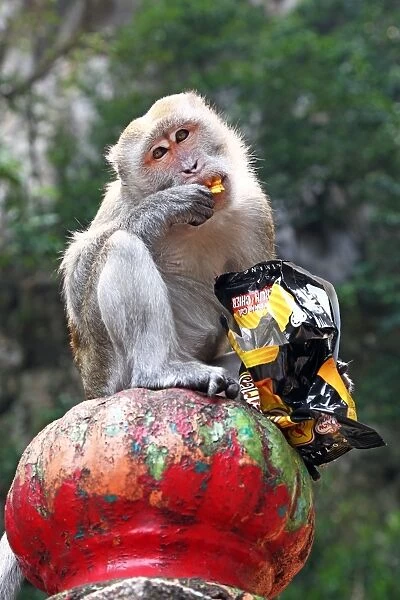 Monkey eating crisps outside the Batu Caves, a Hindu shrine in Kuala Lumpur, Malaysia
