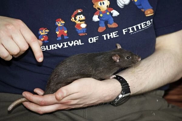 Rat at the London Pet Show 2011