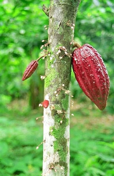 Cocoa tree. For commercial use please contact Photoslot at