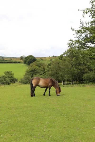 Exmoor pony, Somerset, UK