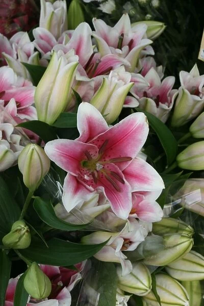 Lilies. For commercial use please contact Photoslot at