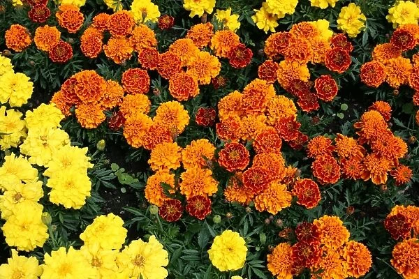 Marigold. For commercial use please contact Photoslot at