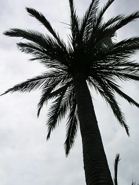 Palm tree. For commercial use please contact Photoslot at