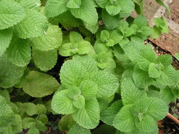Mint. For commercial use please contact Photoslot at
