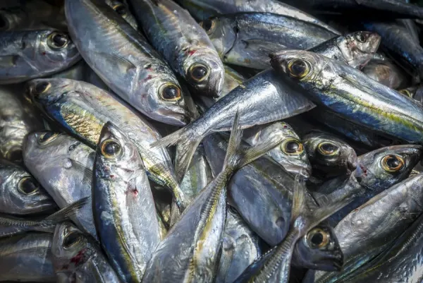 Africa, Cape Verde: Fresh Fish Print Sal, Santa Art