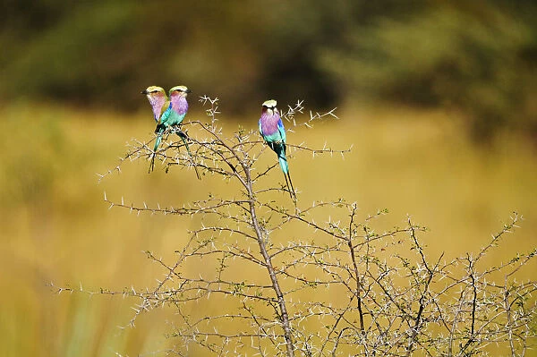 Africa, Namibia, Caprivi, Lilac Breasted Rollers in Bwa Bwata National Park