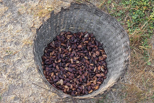 Africa, Togo, Kloto, Kpalima area. A basket of cocoa beans
