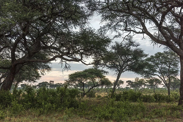 Africa, Zimbabwe, Hwange National park. Early morning light in the savannah