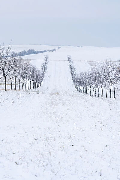 Alley of tree on rolling hills in winter, near Sardice, Hodonin District, South Moravian Region, Czech Republic