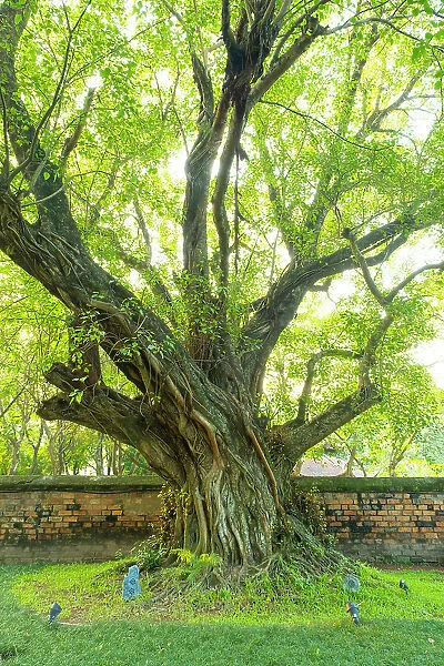 Ancient Banyan Tree, Temple of Literature, Hanoi, Vietnam
