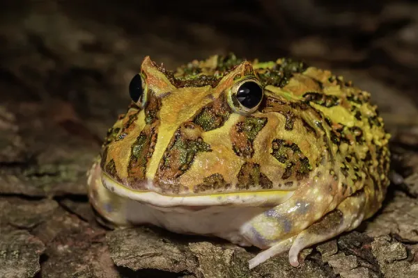 Argentine Horned Frog Print Captive Bred (Q3 Art Prints