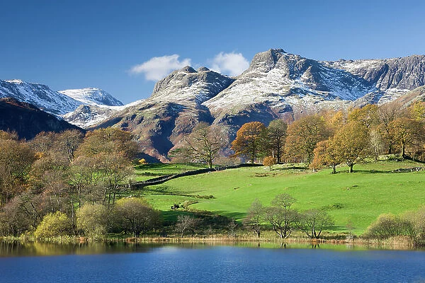 Autumn colours beside Loughrigg Tarn with views to the snow dusted mountains of the Langdale Pikes