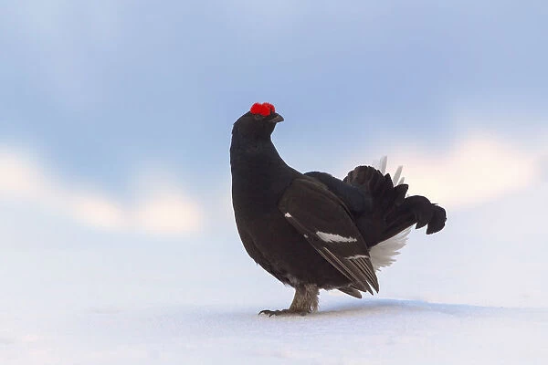Black grouse on the snow. (Dolomites, Italy)