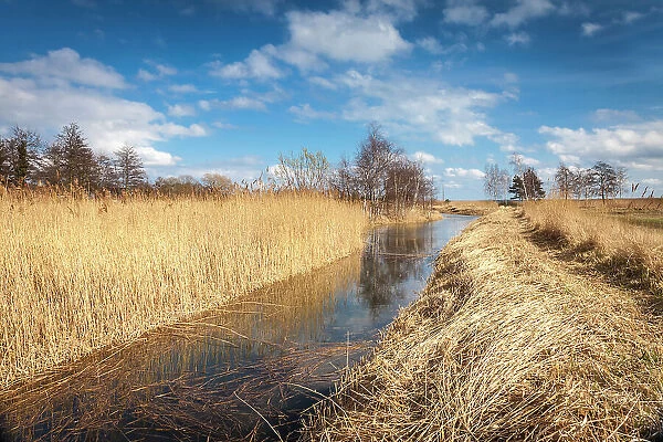 Bodden landscape with thatch near Prerow, Mecklenburg-Western Pomerania, Baltic Sea, Northern Germany, Germany