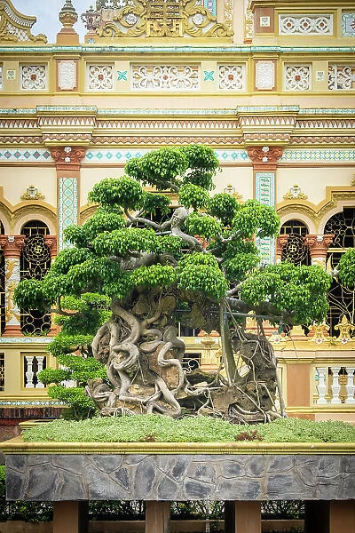 Bonsai tree at the Vinh Trang Pagoda, My Tho, Mekong Delta, Vietnam
