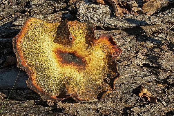Bracket fungus in Seine River forest, Winnipeg, Manitoba, Canada
