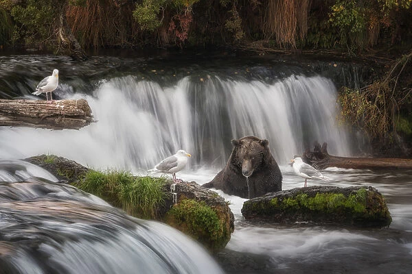 Brown bear (ursus arctos horribilis) fishing for salmon at the brooks falls, brooks river