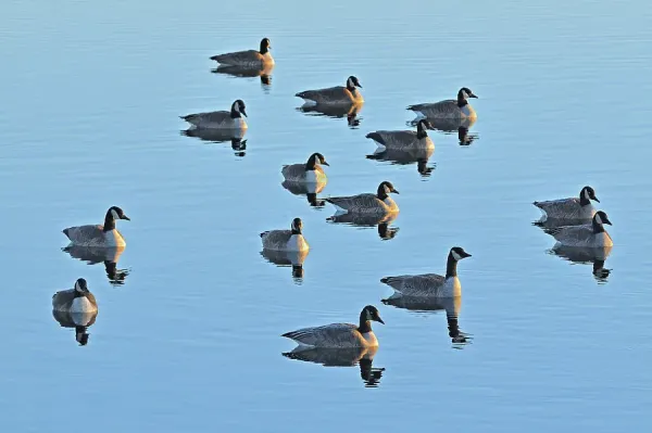 Canada Geese Print Oak Hammock Marsh, Art Prints