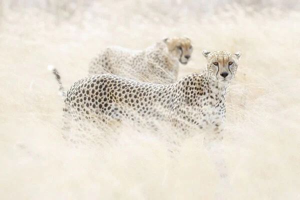 Cheetahs (acinonyx jubatus) hunting in the serengeti plain, Tanzania