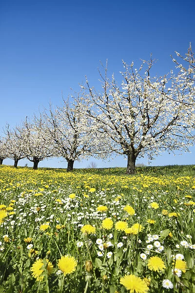 Cherry grove and dandelion meadow in bloom - Switzerland, Aargau, Aarau, Oberhof