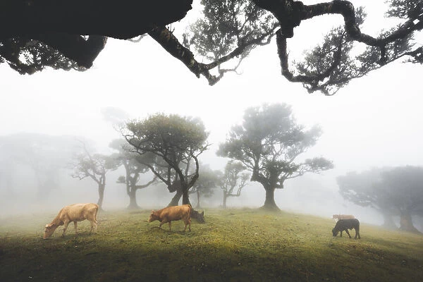 Cows grazing in the foggy Fanal forest, Madeira island, Portugal