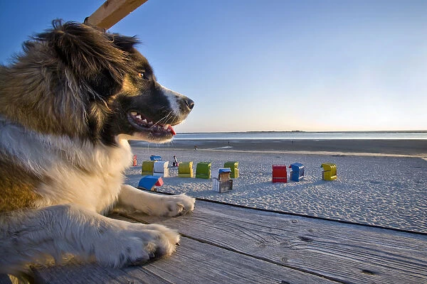 Dog on the beach, Fohr Island, North Frisian Islands, Schleswig Holstein, Germany