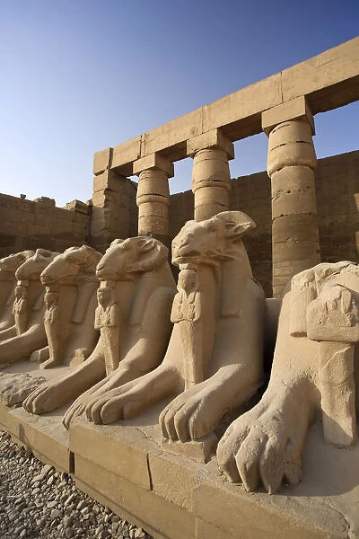 Egypt, Luxor, Karnak, Temple of Amun, Ram headed Sphinxes