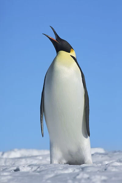 Emperor penguin - Antarctica, Weddell Sea, Riiser Larsen Ice Shelf