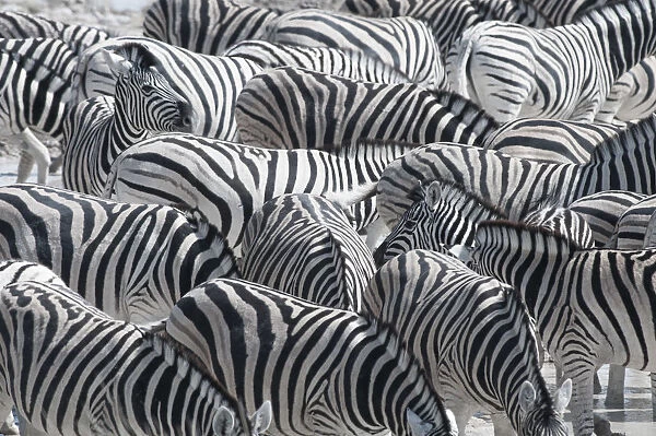 Etosha National Park, Namibia, Africa. Group of zebras