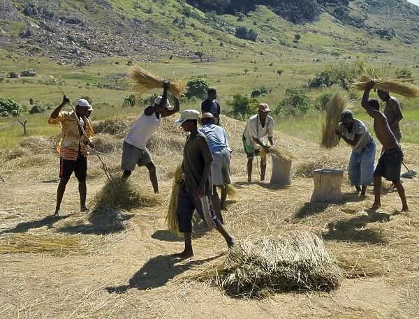 A group of men threshing rice near Ambalavao