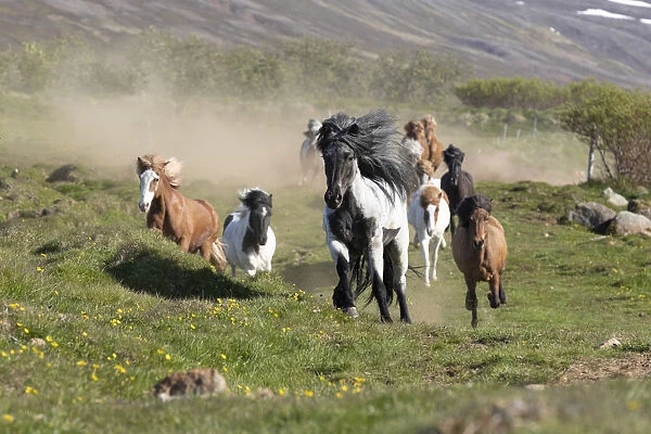 Iceland, Akureyri, a herd of Icelandic horses gallop through a field in North Iceland