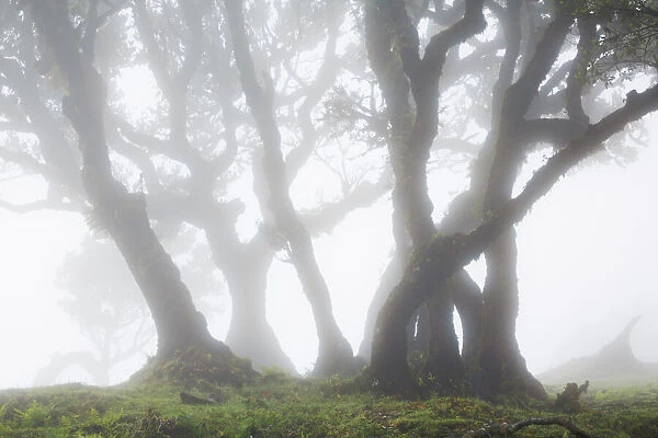Laurel forest Laurisilva in fog - Portugal, Madeira, Porto Moniz, Fanal - Laurisilva