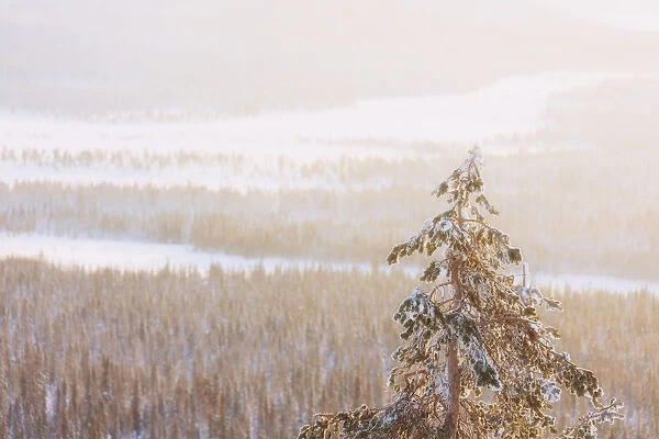 Lone frozen tree in the woods, Pallas-Yllastunturi National Park, Muonio, Lapland