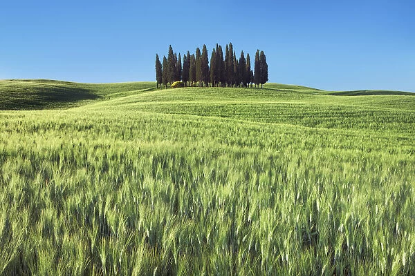 Mediterranean cypress group in wheat field - Italy, Tuscany, Siena, Val d Orcia