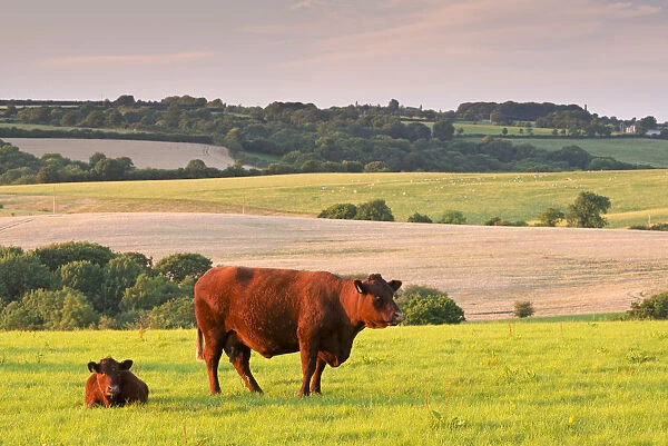 North Devon Red Ruby cattle grazing in the rolling countryside, Black Dog, Devon, England