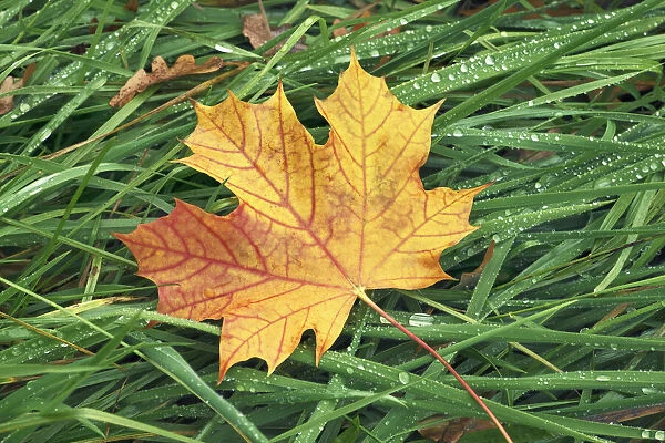 Norway maple leaf in grass - Germany, Bavaria, Upper Bavaria, Munich, Taufkirchen