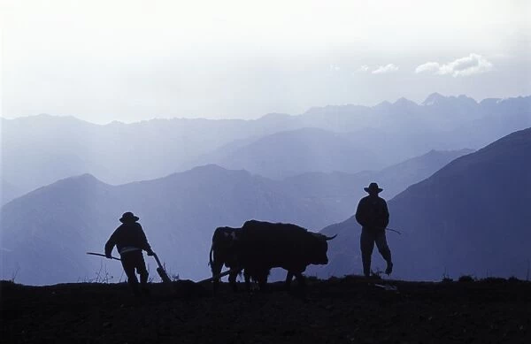 Silhouette of ploughmen with oxen, Colca Canyon, Peru