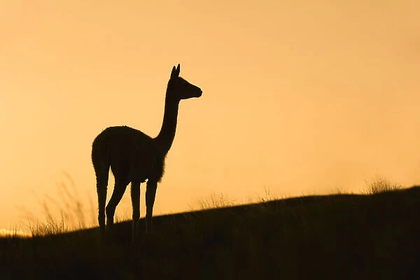 Silhouette of a wild vicuna at sunset. Hornocal, Jujuy, Argentina