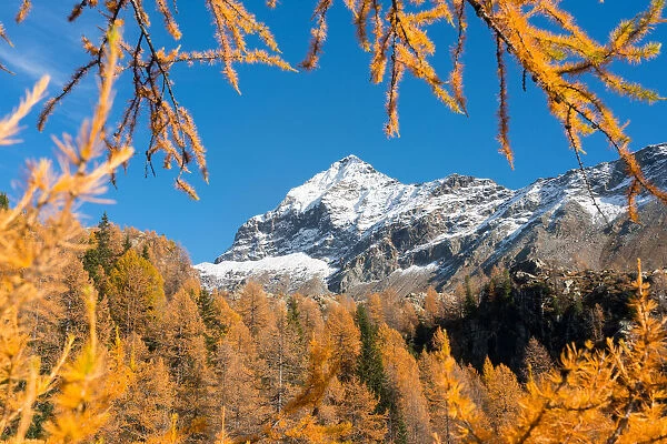 Snowy Scalino peak framed by red larches, malenco valley, valtellina, sondrio, lombardy